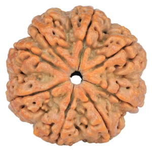 8 Mukhi Rudraksha 32.4mm 8.68gm - Rudraksha