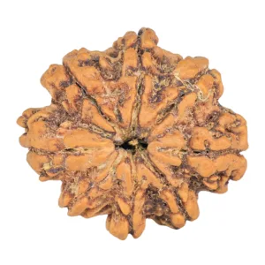 Sawar/Ganesh (7+1) 27.7mm 4.92gm - Rudraksha
