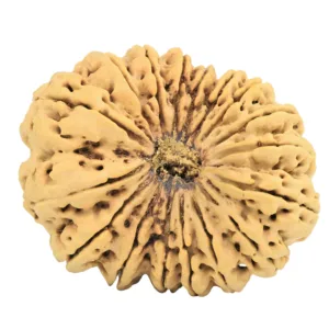17 Mukhi Rudraksha 40.5mm 10.32gm - Rudraksha