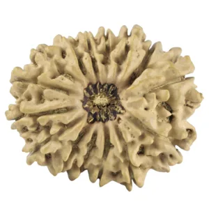 14 Mukhi Rudraksha 26.5mm 3gm - Rudraksha