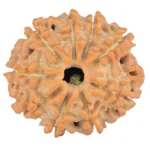 9 Mukhi Rudraksha 18.9mm 2gm - Rudraksha