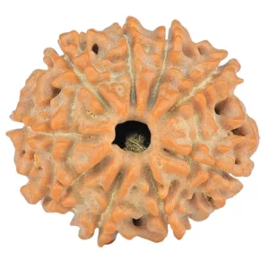 9 Mukhi Rudraksha 18.9mm 2gm - Rudraksha