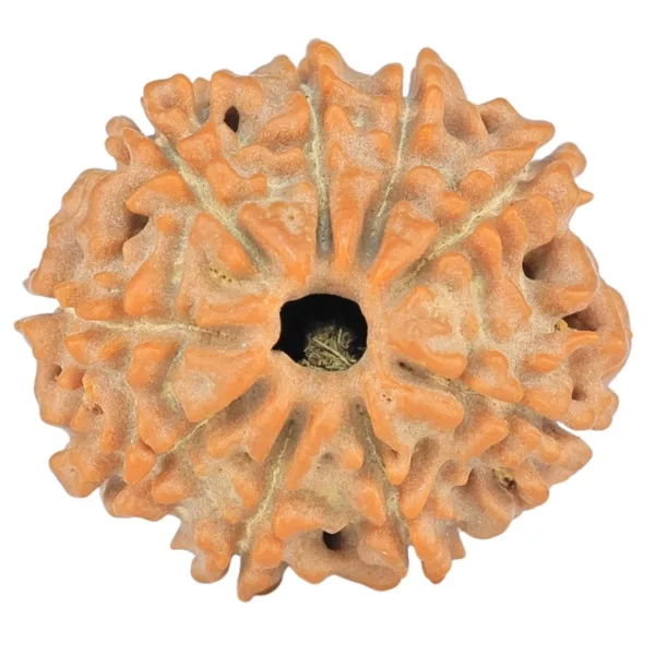 9 Mukhi Rudraksha 18.9mm 2gm - Rudraksha