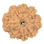 8 Mukhi Rudraksha 27.5mm 5.87gm - Rudraksha