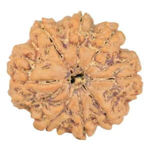 8 Mukhi Rudraksha 27.5mm 5.87gm - Rudraksha