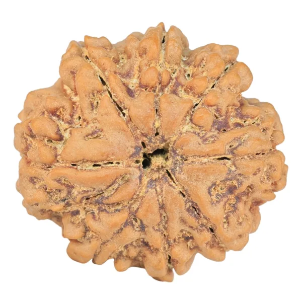 8 Mukhi Rudraksha 27.5mm 5.87gm - Rudraksha