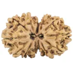 13 Mukhi Gaurishankar 29.7mm 4gm - Rudraksha
