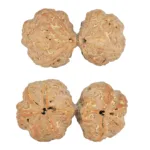 9 MK Gaurishankar 42.2mm 10gm - Rudraksha