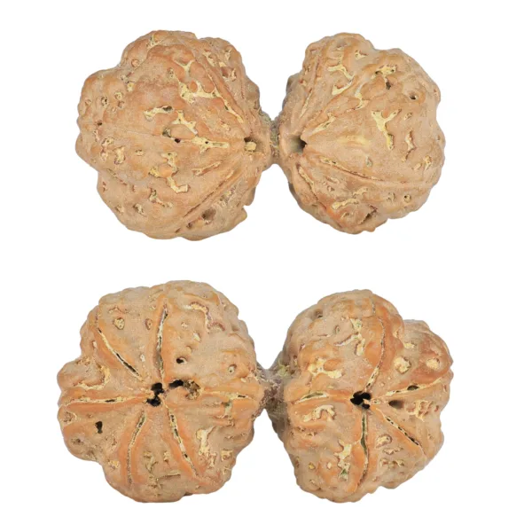 9 MK Gaurishankar 42.2mm 10gm - Rudraksha