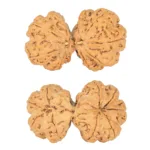 9 MK Gaurishankar 39.5mm 8.67gm - Rudraksha