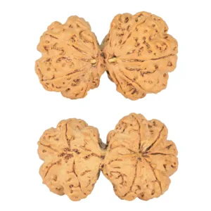9 MK Gaurishankar 39.5mm 8.67gm - Rudraksha