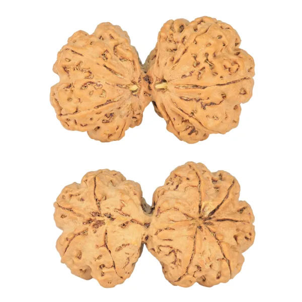 9 MK Gaurishankar 39.5mm 8.67gm - Rudraksha