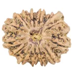 14 Mukhi Ganesh 28.8mm 5.59gm - Rudraksha