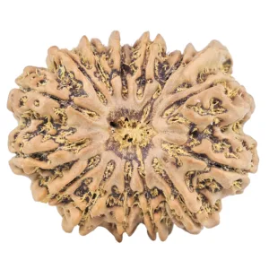 14 Mukhi Ganesh 28.8mm 5.59gm - Rudraksha
