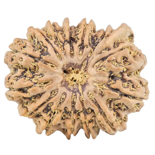 14 Mukhi Ganesh 28.8mm 5.59gm - Rudraksha