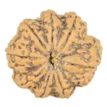 8 Mukhi Rudraksha 31.1mm 7.43gm - Rudraksha