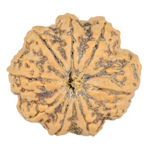 8 Mukhi Rudraksha 31.1mm 7.43gm - Rudraksha