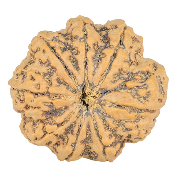 8 Mukhi Rudraksha 31.1mm 7.43gm - Rudraksha