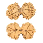 8 MK Gaurishankar 36.5mm 5.8gm - Rudraksha