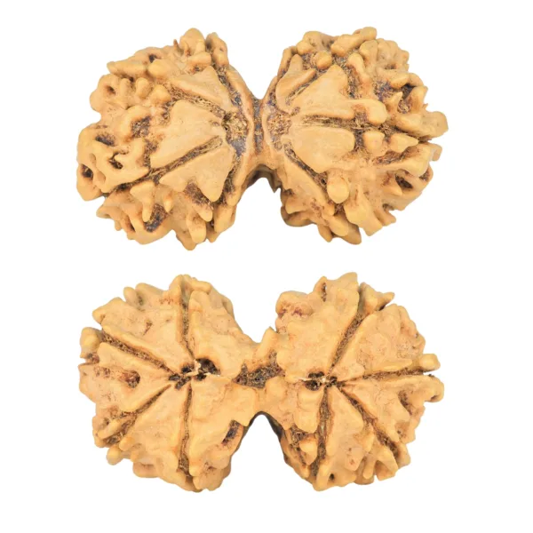 8 MK Gaurishankar 36.5mm 5.8gm - Rudraksha