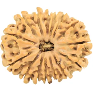15 Mukhi Rudraksha 24.8mm 3.33gm - Rudraksha