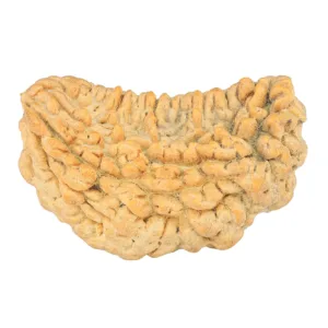 1 Mukhi Rudraksha 34.6mm 4.54gm - Rudraksha