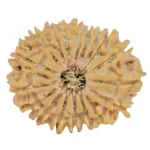18 Mukhi Rudraksha 26.6mm 3.87gm - Rudraksha