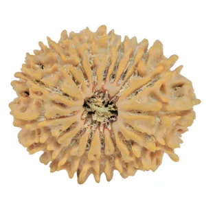 18 Mukhi Rudraksha 26.6mm 3.87gm - Rudraksha
