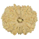 11 Mukhi Rudraksha 23.4mm 3.35gm - Rudraksha