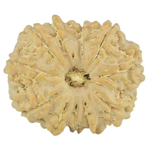 11 Mukhi Rudraksha 23.4mm 3.35gm - Rudraksha