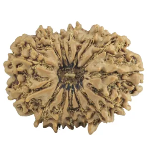 14 Mukhi Rudraksha 25.2mm 3.13gm - Rudraksha
