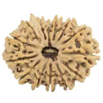 14 Mukhi Ganesh 31mm 5.3gm - Rudraksha