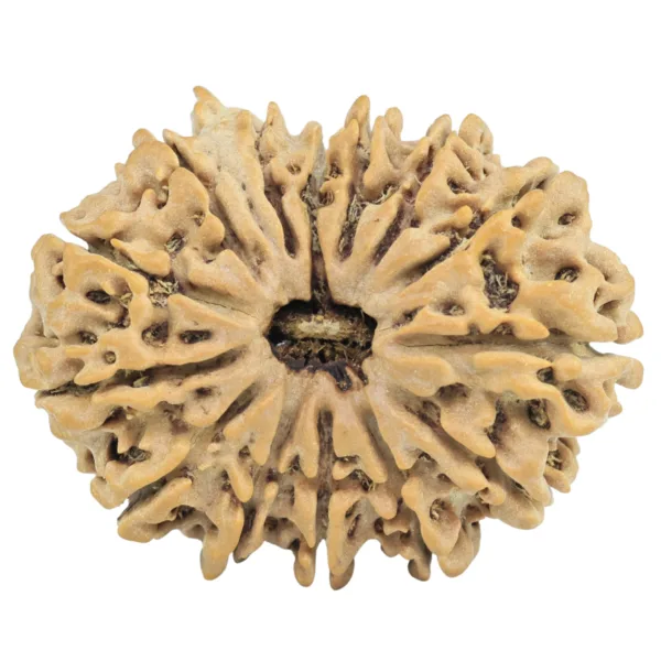 14 Mukhi Ganesh 31mm 5.3gm - Rudraksha