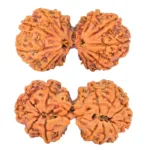 12 MK Gaurishankar 41.1mm 8.65gm - Rudraksha