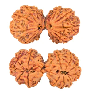 12 MK Gaurishankar 41.1mm 8.65gm - Rudraksha