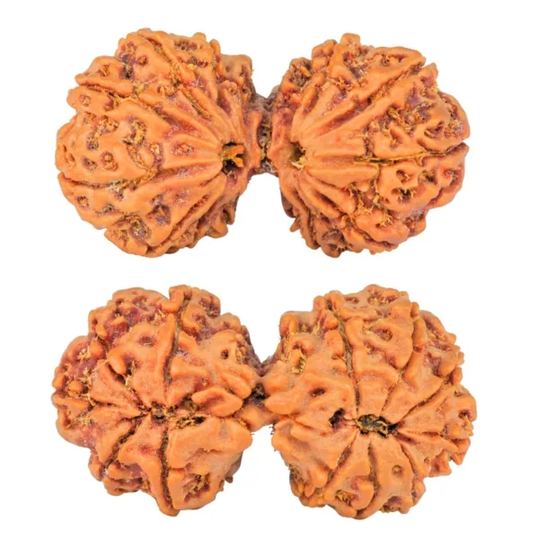 12 MK Gaurishankar 41.1mm 8.65gm - Rudraksha