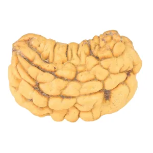 1 Mukhi Rudraksha 33.1mm 4.4gm - Rudraksha