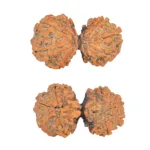 9 MK Gaurishankar 35.4mm 5.76gm - Rudraksha