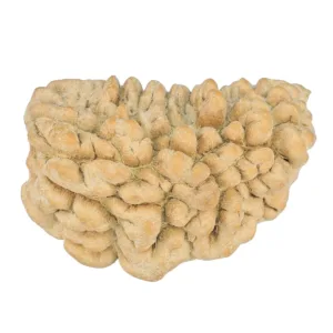 1 Mukhi Rudraksha 34.4mm 6.29gm - Rudraksha