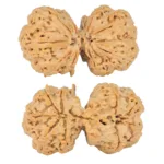9 MK Gaurishankar 40.3mm 9.7gm - Rudraksha