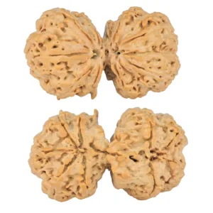 9 MK Gaurishankar 40.3mm 9.7gm - Rudraksha