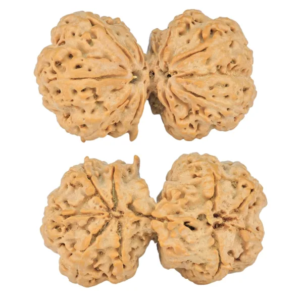 9 MK Gaurishankar 40.3mm 9.7gm - Rudraksha