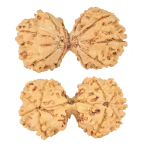 11 MK Gaurishankar 37mm 5.81gm - Rudraksha