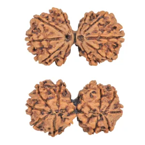 10 Mk Gaurishankar 36.1mm 6.25gm - Rudraksha