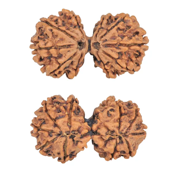 10 Mk Gaurishankar 36.1mm 6.25gm - Rudraksha