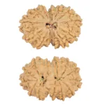 13 MK Gaurishankar 28.8mm 4.2gm - Rudraksha
