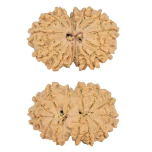 13 MK Gaurishankar 28.8mm 4.2gm - Rudraksha