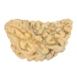 1 Mukhi Rudraksha 35.1mm 4.81gm - Rudraksha