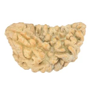 1 Mukhi Rudraksha 35.1mm 4.81gm - Rudraksha