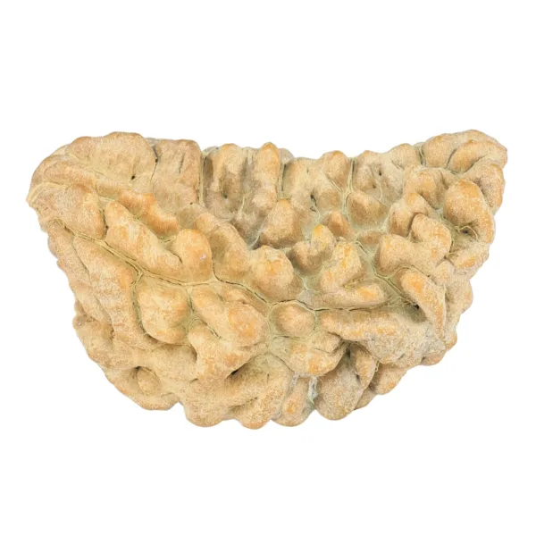1 Mukhi Rudraksha 35.1mm 4.81gm - Rudraksha